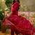Red cotton floral print kurta & trousers with dupatta set for women