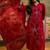Red cotton floral print kurta & trousers with dupatta set for women