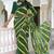Mirchi fashion women's green striped,leheriya print chiffon saree with unstitched blouse piece