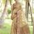 Woven design organza kanjeevaram saree