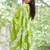 Printed floral ethnic motifs linen digital saree with blouse piece