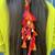 multicolor red handmade mahogany parandi