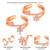 Rose gold plated cz studded adjustable fancy toe ring stylish bichiya daily regular jewellery for women