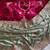 Light Parrot Green Color Golden Embroidery And Dori Work With Sequins Work All Over The Border Fandy Silk Saree
