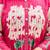 Floral Printed Mandarin Collar Pleated  Cotton A-Line Kurta With Trousers