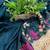 teal color multi color thread work on border with cutwork silk blend saree