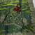 Parrot Green Color Sequance and Zari Embroidery Work Space Silk Blend Saree