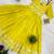 Yellow Color Embroidery Work And Back Side Dori Pattern Mul Cotton Gown Set