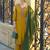 Women Ethnic Motifs Embroidered Thread Work Kurta with Trousers & With Dupatta