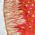 rani pink zari woven banarasi silk blend traditional saree with blouse piece