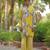 Mustard yellow embroidered satin kurta set