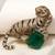 Gold plated green stone crouching tiger brooch
