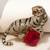 Gold plated red stone crouching tiger brooch