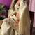 cream chinon silk blend kurta pant set - sequin embroidered salwar suit