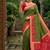 Mehendi color pochampally silk blend ikkat pattern zari woven border sarees