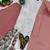 White Color Embroidery And Sequences Work Georgette Salwar Suit
