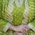 Women Bandhani Printed Empire Thread Work Kurta with Trousers & With Dupatta