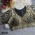 Black 3d peacock real mirror work italian silk blend blouse