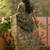 olive green linen cotton blend digital printed floral saree