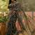 dark green linen cotton blend digital printed floral saree