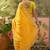 Yellow bandhani printed saree with embroidered border