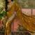 mustard embroidered saree with paisley motifs