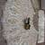 white color Embroidery Sequins Work Satin Silk blend Lehenga Choli set