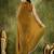 gold colour beautiful silk blend ready to wear ethnic girlie saree