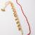 set of 2 pearls gold toned bhaiya bhabhi rakhi with roli chawal chandan mishri