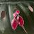 Silver plated ruby red pear drop earrings