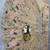 beige Embroidery Sequins With Cancan silk blend Lehenga Choli Set