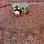 onion pink Embroidery Sequins With Cancan silk blend Lehenga Choli Set