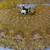 yellow Embroidery Sequins With Cancan silk blend Lehenga Choli Set