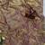 New Space Silk Jarkhan Diamond work Wedding Wear Saree With Blouse Set For Women's