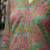 Women Floral Printed Regular Pure Cotton Kurta with Trousers