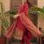 Women Ethnic Motifs Printed Regular Thread Work Kurta with Trousers & With Dupatta