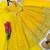 yellow color sequin embroidery silk blend gown set