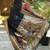 Black paithani silk blend saree with floral & peacock motifs