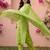 Women Ethnic Motifs Printed Regular Pure Cotton Kurta with Trousers & With Dupatta