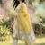 Women Floral Printed Regular Pure Cotton Kurta with Trousers & With Dupatta