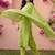 Women Ethnic Motifs Printed Regular Pure Cotton Kurta with Trousers & With Dupatta