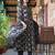Black Floral Printed Pure Cotton Anarkali Kurta With Trousers & Dupatta