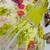 Parrot green designer embroidered top plazzo dupatta set for party and wedding
