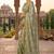 olive green chanderi striped printed ready to wear saree