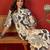 Off white print cotton kurti