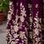 wine embroidered lehenga choli set with dupatta