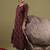 Women Floral Printed Regular Pure Cotton Kurta with Salwar & With Dupatta