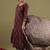 Floral Printed V-Neck Pure Cotton Straight Kurta with Salwar & Dupatta