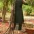 Floral Embroidered Organza Straight Kurta With Trousers & Dupatta