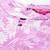 Women Floral Printed Empire Pure Cotton Anarkali Kurta with Trouser